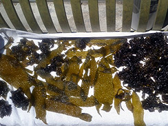 seaweed forage preparation 2