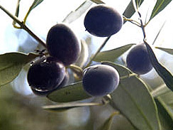 olives forage 1