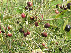 olives forage 2