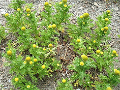 pineapple weed forage 2
