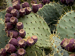 prickly pear cactus forage 1