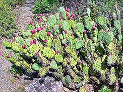 prickly pear cactus forage 3