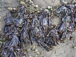 seaweed forage 2